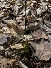 Carex pensylvanica