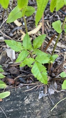 Schinus terebinthifolia