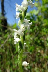 Spiranthes praecox