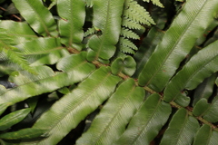 Blechnum wattsii