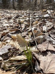 Carex pensylvanica