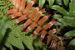 Blechnum wattsii