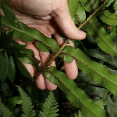 Blechnum wattsii