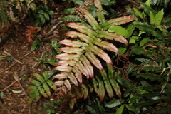 Blechnum wattsii
