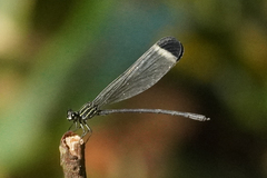 Polythore derivata
