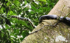 Spilotes pullatus