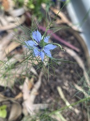 Nigella