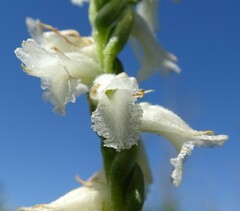 Spiranthes praecox