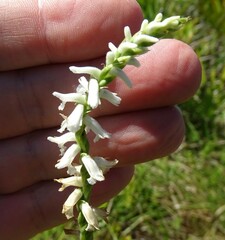 Spiranthes praecox