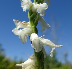 Spiranthes praecox