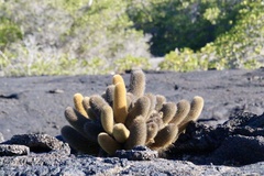 Brachycereus nesioticus