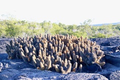 Brachycereus nesioticus