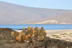 Brachycereus nesioticus