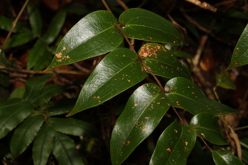 Image of Small Supplejack (Ripogonum fawcettianum) by (c) Greg Tasney, some rights reserved (CC BY-SA)