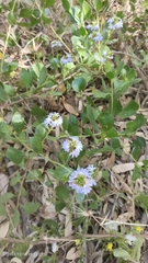 Scaevola crassifolia