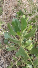 Scaevola crassifolia