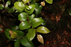 Nothofagus moorei