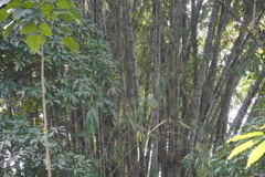 Guadua angustifolia