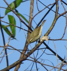 Phylloscopus nitidus