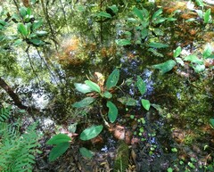 Orontium aquaticum