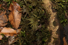 Hypnodendron