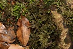 Hypnodendron