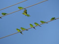 Psittacara holochlorus