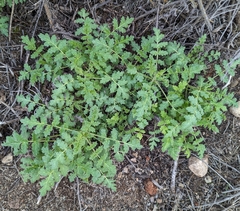 Eucrypta chrysanthemifolia