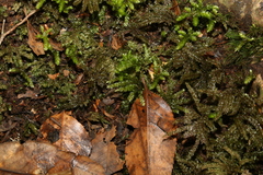 Hypnodendron