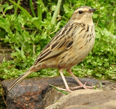 Anthus nilghiriensis