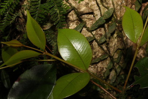Image of Syzygium nebulosum by (c) Greg Tasney, some rights reserved (CC BY-SA)