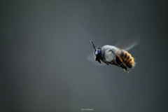 Xylocopa tabaniformis azteca