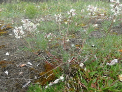 Astragalus australis