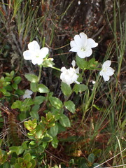 Epilobium chlorifolium