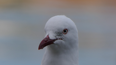 Chroicocephalus novaehollandiae