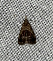 Tripudia rectangula