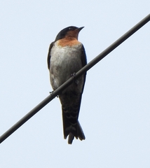 Hirundo domicola
