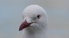 Chroicocephalus novaehollandiae