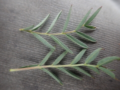 Astragalus australis