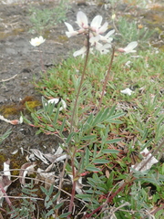 Astragalus australis