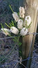 Melaleuca armillaris