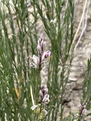 Polygala scoparioides