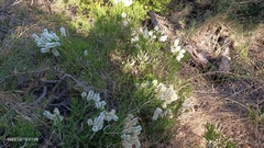 Melaleuca armillaris