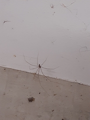 Smeringopus pallidus