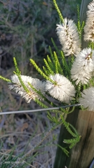 Melaleuca armillaris
