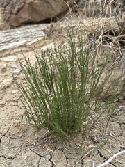 Polygala scoparioides