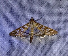 Epipagis fenestralis