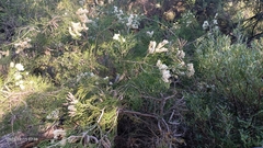 Melaleuca armillaris