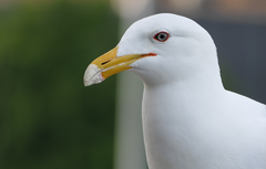 Larus dominicanus
