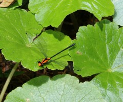 Austroargiolestes amabilis